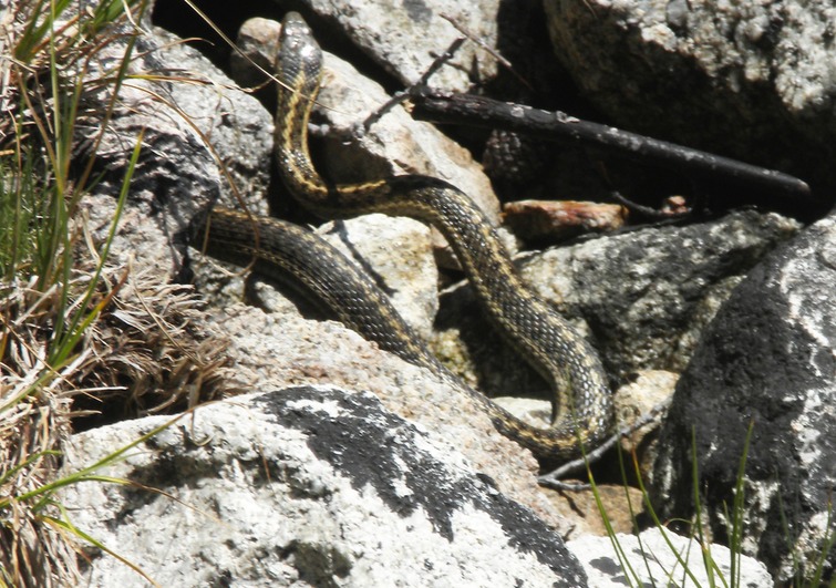 1 Garter Snake