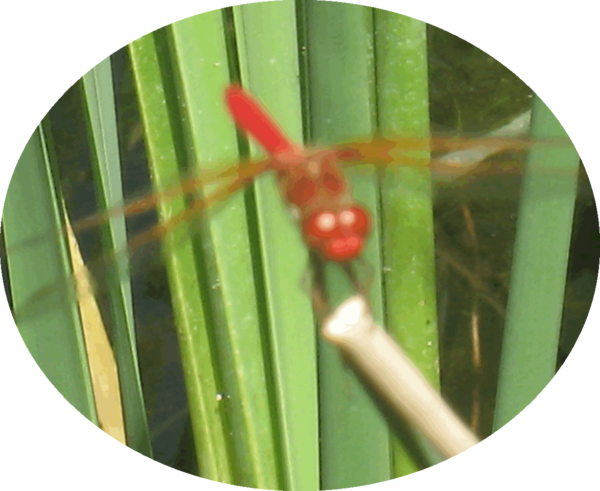 1 Red Dragonfly