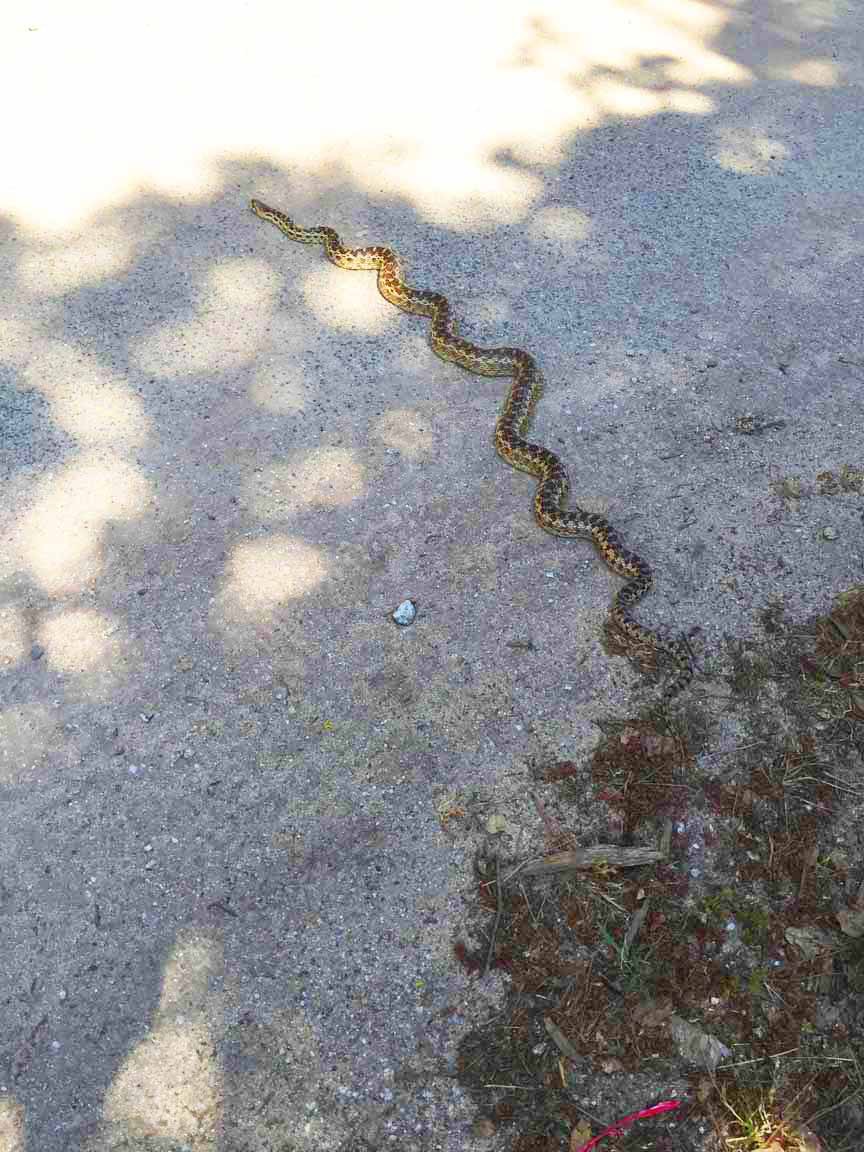 10 Gopher Snake