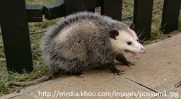 10 *Possum