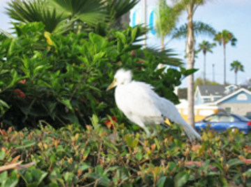 10 White Heron Chick