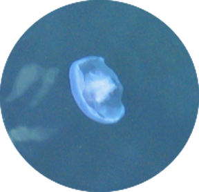 11a Jellyfish 