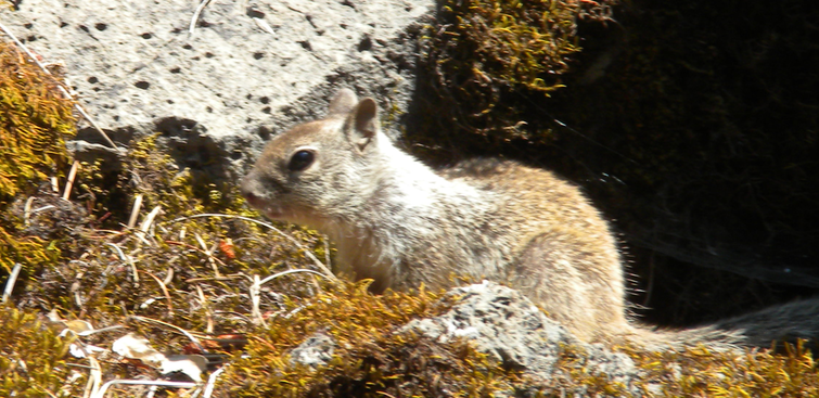 13 Ground Squirrel