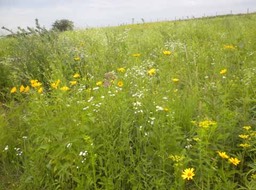 13 wildflowers 1, Horicon march