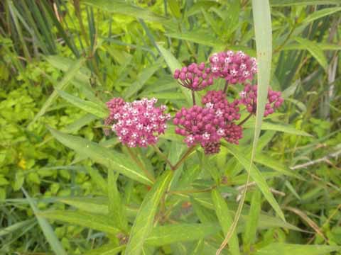 14 Wildflowers 2, Horicon Marsh