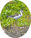 16 Black-necked Stilt