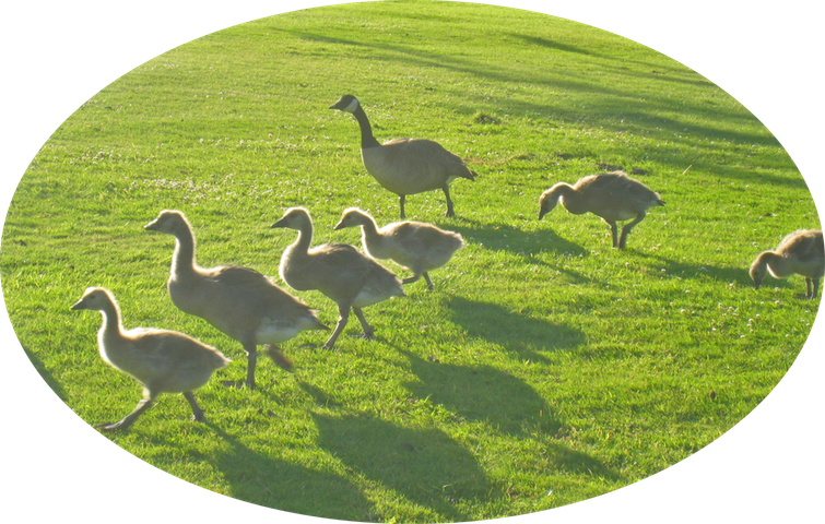 17 Canada Geese