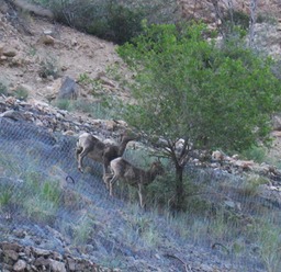 19 Big Horn Sheep