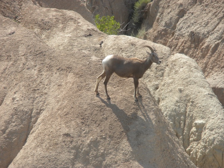 19a Big Horn Sheep