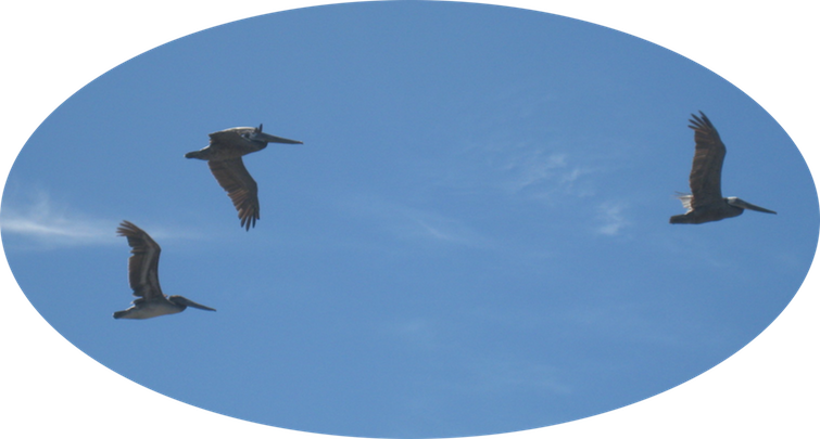 1a Brown Pelicans