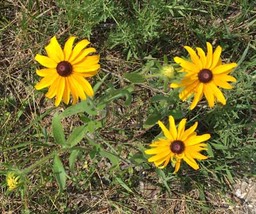 1Black eyed Susans (Kettle Moraine)