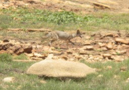 2 Coyote