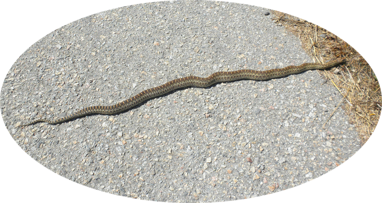 2 Gopher Snake