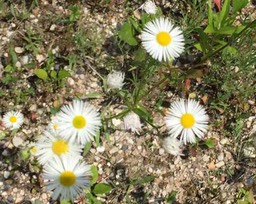 2 Oxeye Daisies (Kettle Moraine)