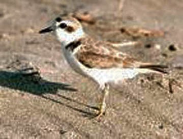 2 Snowy Plover