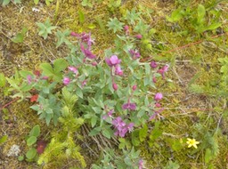 20 Fireweed variety