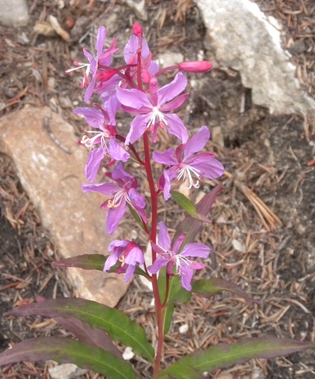 21 Fireweed