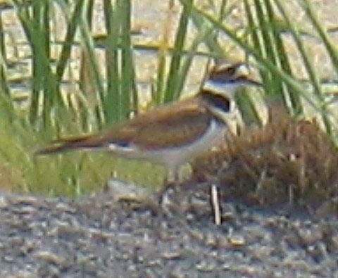 22 Kildeer