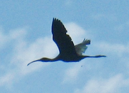 23 Glossy Ibis