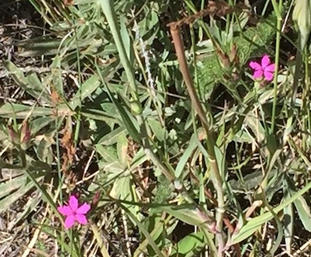 25 Mountain Pink