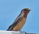 26 Western Kingbird