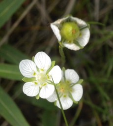 27 Northern Grass-of-Parnassus