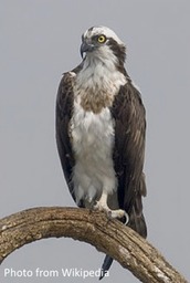 27 Osprey