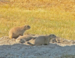 27 Prairie Dogs