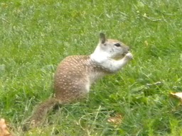 28 CA Ground Squirrel