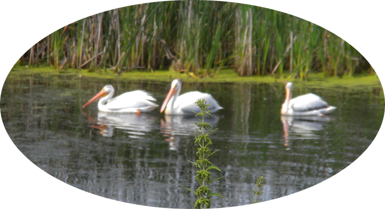 28 White Pelicans