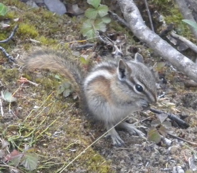 29 Chipmunk