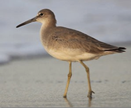 3 Long-billed Dowitcher