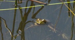 3 Pacific Treefrog