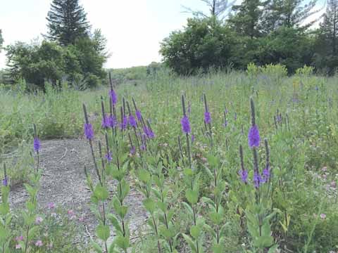 3 Pickerel Plant (Kettle Moraine)