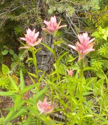 30 Pink Paintbrush