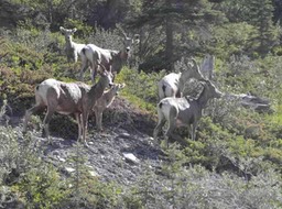 31 Mountain Sheep