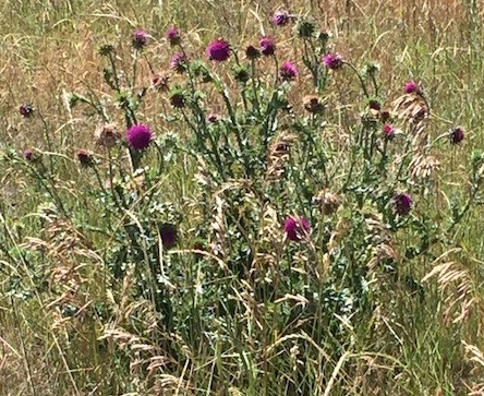 31 Pink Thistles