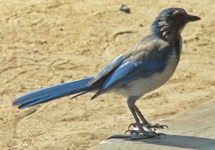 31 Scrub Jay