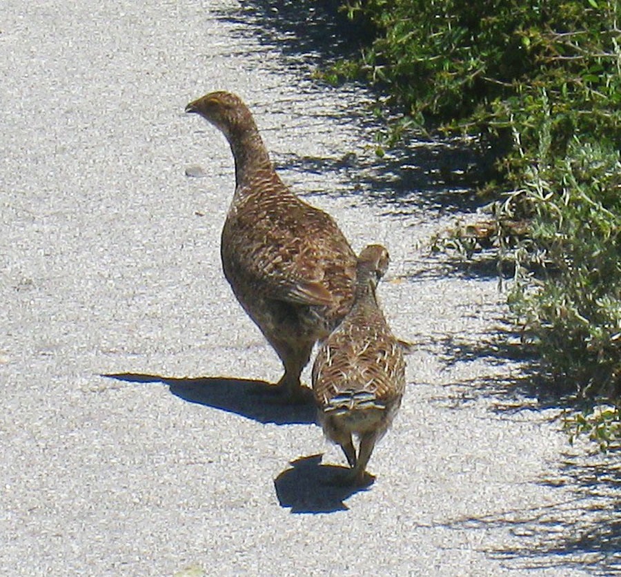 32 Grouse