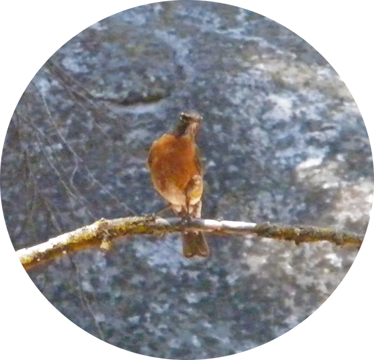 34 American Robin