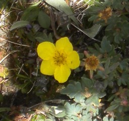 36 Shrubby Cinquefoil