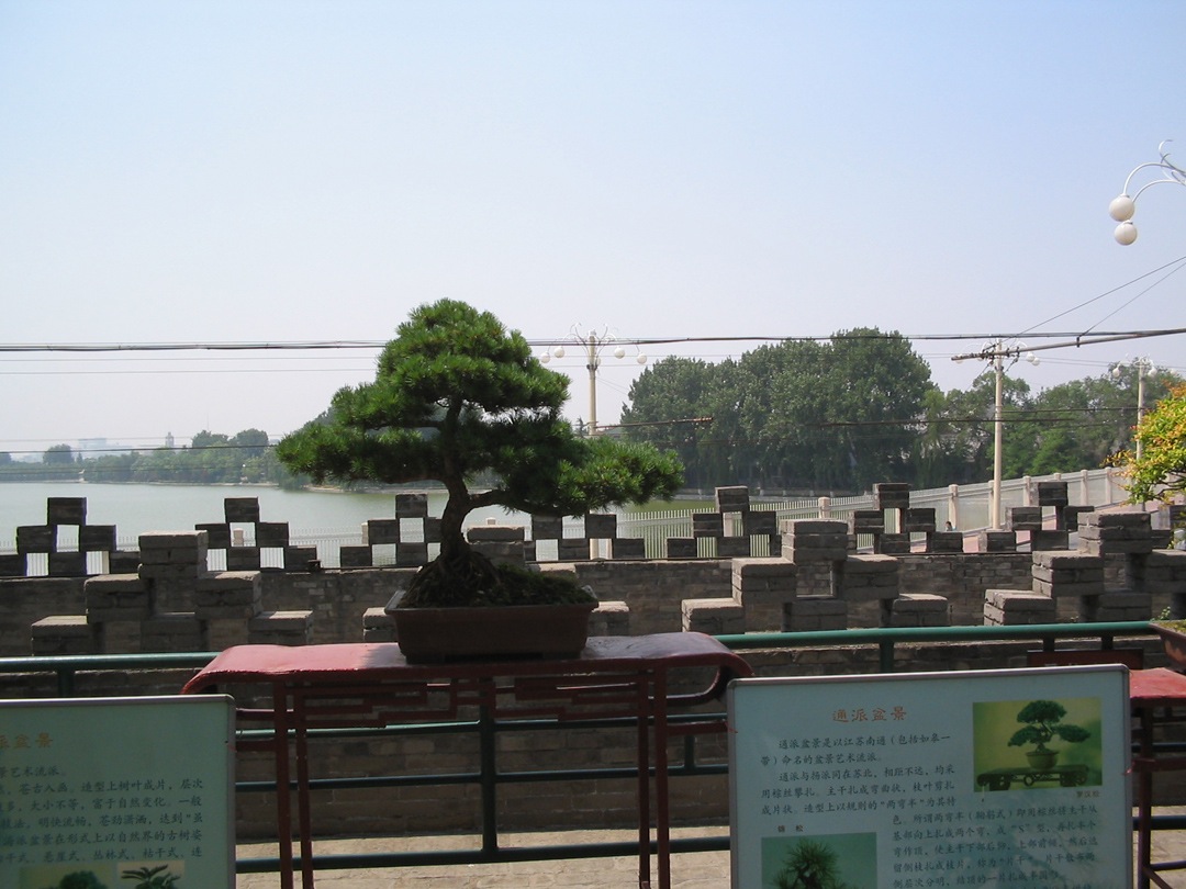 37. Circular city, bonsai plant 2
