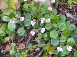 37 Twinflower