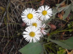 38 Western Willow Aster