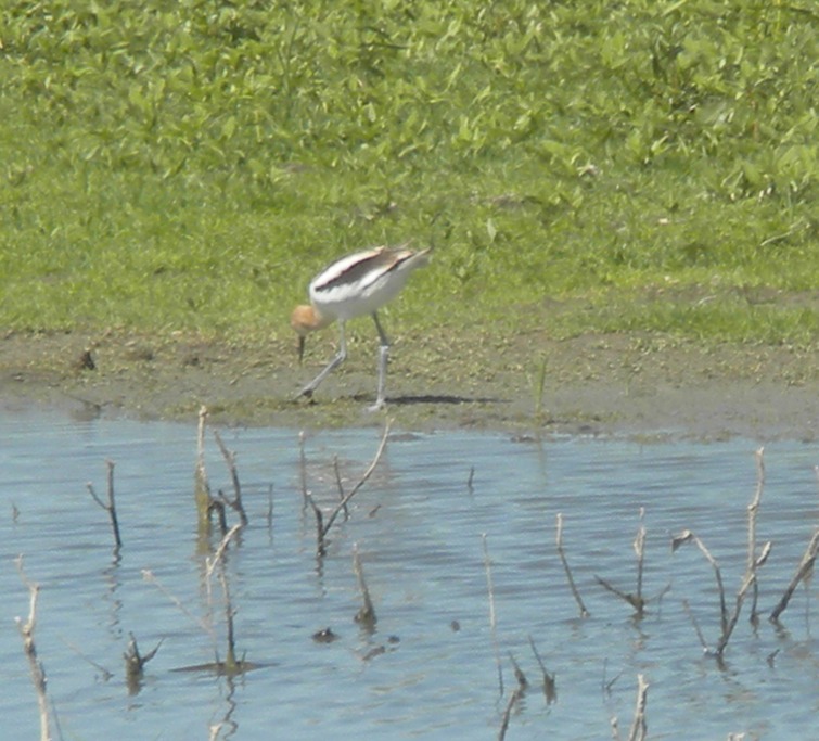 39 America Avocet 