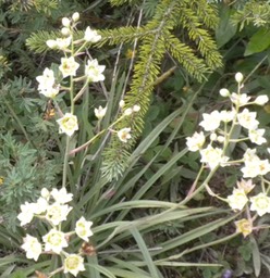 39 White Camas