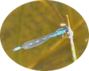 4 Northern Blue Damselfly