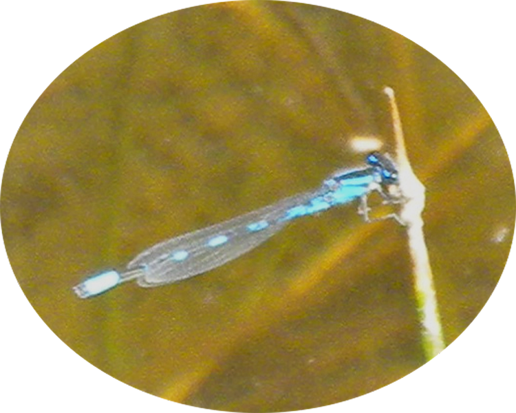 4 Northern Blue Damselfly