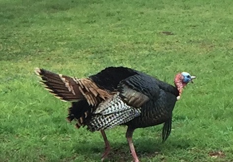 4 Turkey Vulture (2)