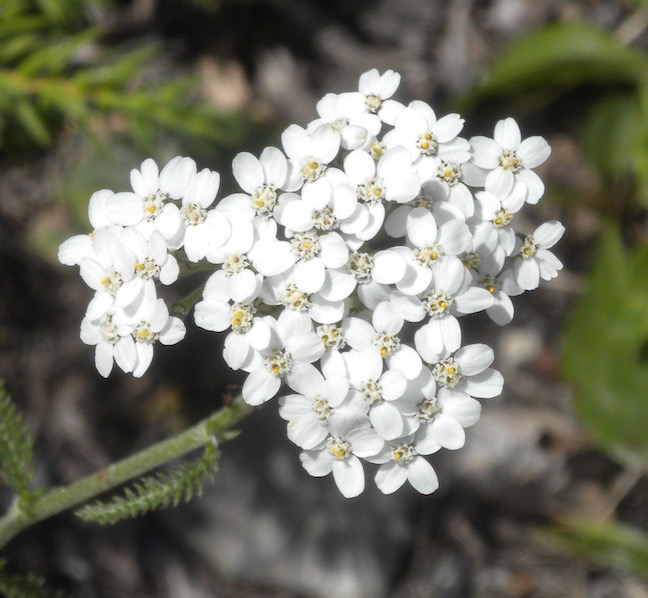 41 Wild Yarrow